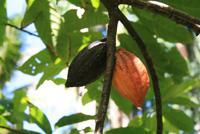 Baracoa_Wanderung_Kakao