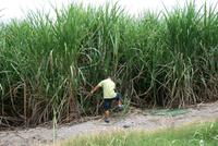 Zuckerrohr_Anbau