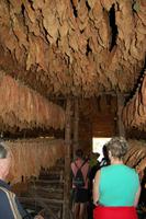 Besuch einer Tabak-Plantage