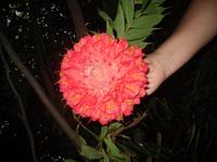 Botanischer Garten bei Cienfuegos