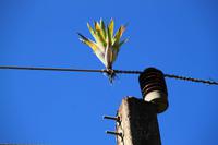 Bromelien wachsen auch auf Stromleitungen