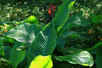 Unterwegs im Dschungel