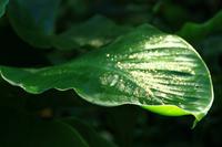 Unterwegs im Dschungel