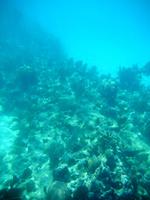Schnorcheln am Riff