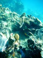 Schnorcheln am Riff