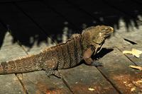 Am Strand von Cayo del Sol