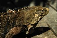 Am Strand von Cayo del Sol