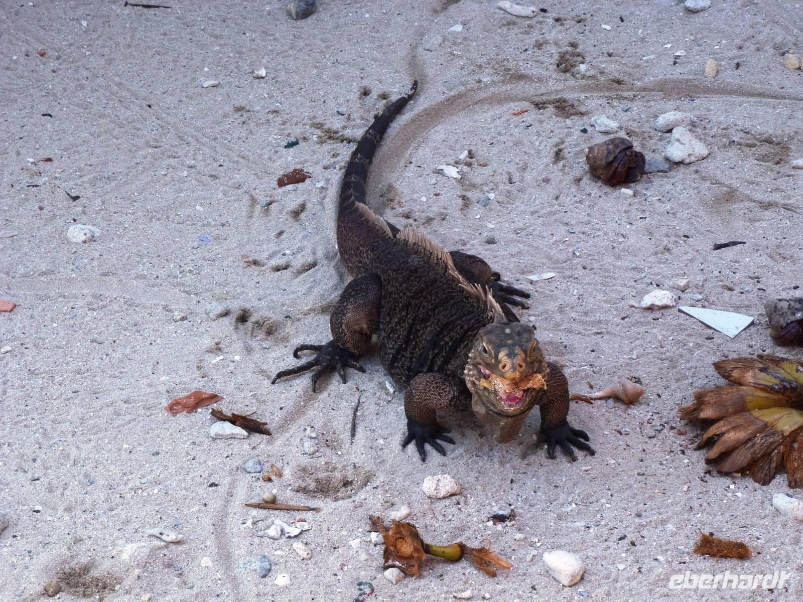 107 Ein hübscher Geselle