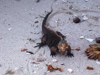 107 Ein hübscher Geselle