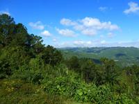 120 Es grünt und rankt