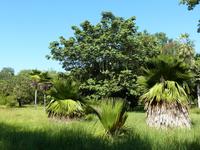 146 Wie Palmen wachsen