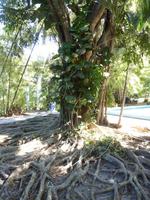 261 In seinem Garten