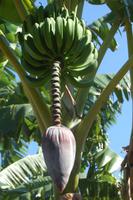 Bananenblüte