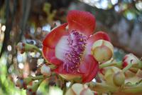 viele Fotomotive im botanischen Garten von Cienfuegos