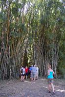 Bambus im botanischen Garten 