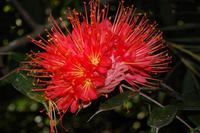 viele Fotomotive im botanischen Garten von Cienfuegos
