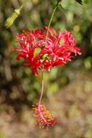 viele Fotomotive im botanischen Garten von Cienfuegos