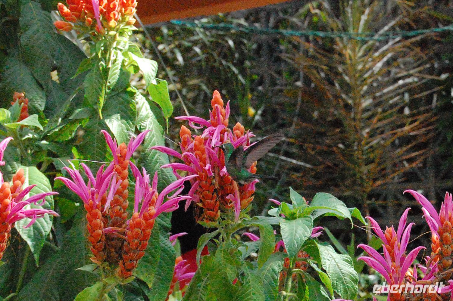 Kolibri im botanischen Garten in Cienfuegos