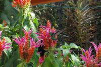 Kolibri im botanischen Garten in Cienfuegos