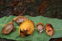 Finca Duaba - Kakao und Kokos