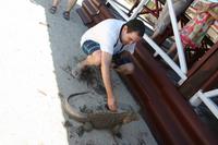 Cayo Macho - Leguane