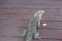 Cayo Macho - Leguane