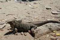 Cayo Macho - Leguane