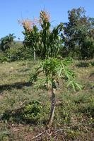 Parque Guayanara Papayas und Mangos
