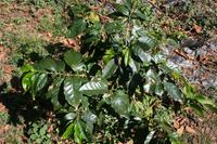 Parque Guayanara - Kaffeebaum