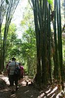 Parque Guayanara auf dem Weg „Centinelas de Rio Melodioso