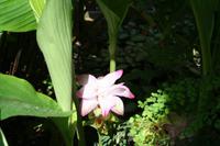 Im Botanischen Garten bei Cienfuegos