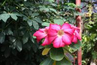 Im Botanischen Garten bei Cienfuegos