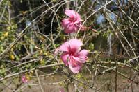 Im Botanischen Garten bei Cienfuegos - Hibiskus