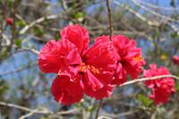 Im Botanischen Garten bei Cienfuegos - Hibiskus