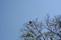 Im Botanischen Garten bei Cienfuegos - Paranussbaum
