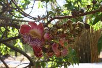 Im Botanischen Garten bei Cienfuegos
