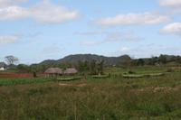 Tabakanbau im Vinales-Tal