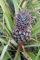 Im Vinales-Tal - Ananaspflanzen