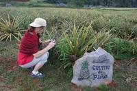 Im Vinales-Tal - Ananaspflanzen