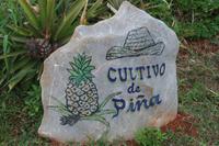 Im Vinales-Tal - Ananaspflanzen