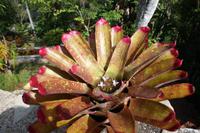 Orchideengarten Soroa