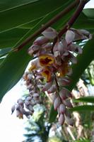 Orchideengarten Soroa