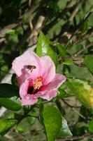 Orchideengarten Soroa - Hibiskus