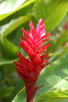 Orchideengarten Soroa - Alpinia Purpuria