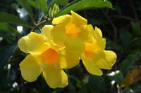 Orchideengarten Soroa