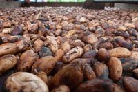 Auf der Kaffeeplantage in Baracoa