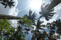 Kubanische Königspalmen