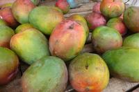 Kubanische Mangos