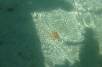 Seestern in der Karibik