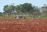Bauern bei der Arbeit